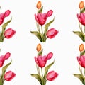 Seamless pattern boom tulip flowers pollen leaves watercolor